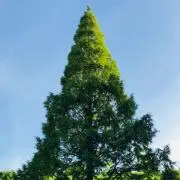 aframe