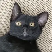 スミノア