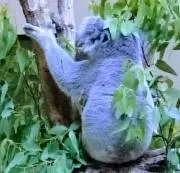 こあらの画像