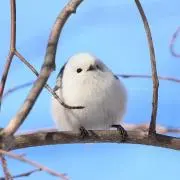 れんの画像