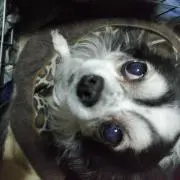 いわちゃん