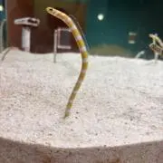 レミーの画像
