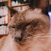 Puddingの画像