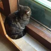 たぬきの画像