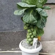 芽キャベツ