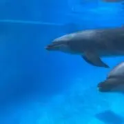 ジャッキー