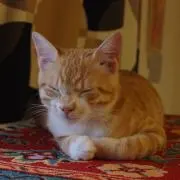 TOの画像