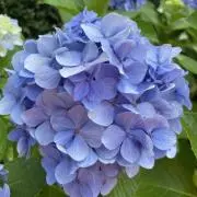 着物つむぎ屋　☆発送は月水土の週3です☆の画像