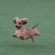 ちの画像