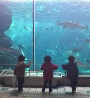 ゆうこりん