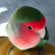 キーちゃんの画像