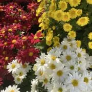 t.❀の画像