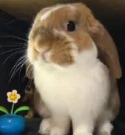 めろちの画像