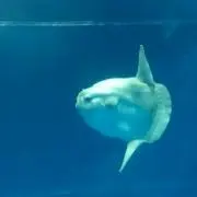 mᒼᑋªⁿ's ᕷ˖°の画像