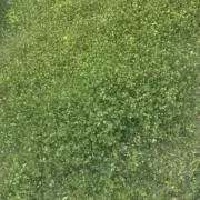 Chiffonの画像