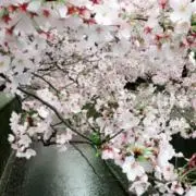 everの画像