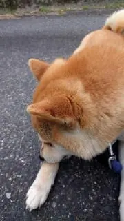 だいの画像