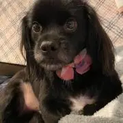 貴重】恐竜キング 第1期(初期) 計67枚 - メルカリ