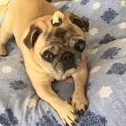 パグライクの画像