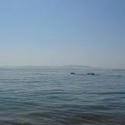 さゆまの画像