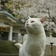 Kai☆の画像