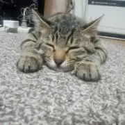 みやにゃ