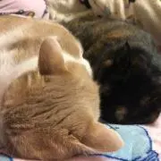 ♡ちびまろ♡プロフ必読꙳★*゜