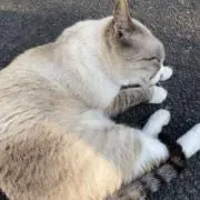 ぱるの画像