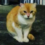 mimitub