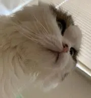 aurolの画像
