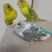 アグネスデジタルの画像