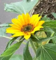☆きてぃ☆の画像