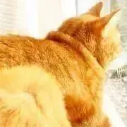 majokko プロフご確認下さい
