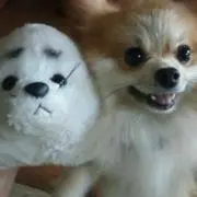 てんのすけの画像