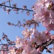 せんの画像