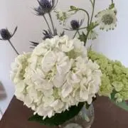 はるの画像