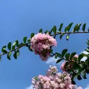 咲く花の画像