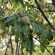 PIAPIAの画像