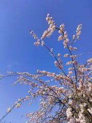 はちみつレモンの画像
