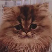ma