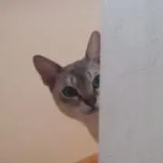 Meow★プロフへʕ•̫͡•ʕ•̫͡•ʔの画像