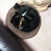 ヨッピー