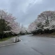 zukalea79の画像
