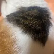 ree