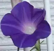 むーみんママの画像