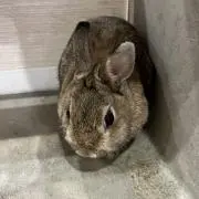 ken-Rの画像