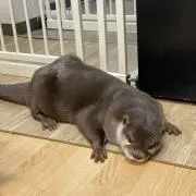 ぺーたーの画像