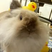 かものすけ。