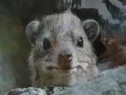 くまりの画像