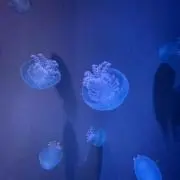 maaの画像